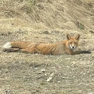 Meet your Posher, Roy